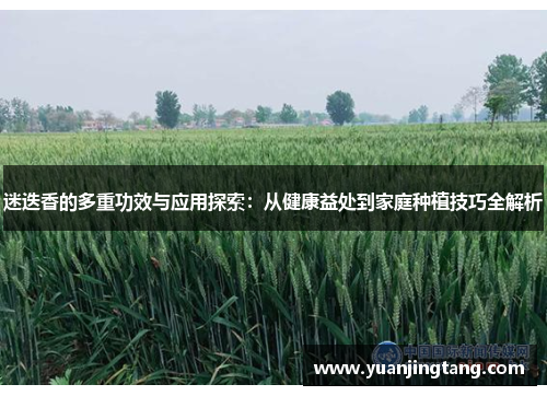 迷迭香的多重功效与应用探索：从健康益处到家庭种植技巧全解析